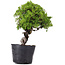 Juniperus Chinensis Itoigawa, 29 cm, ± 20 jaar oud