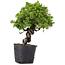 Juniperus Chinensis Itoigawa, 29 cm, ± 20 ans