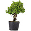 Juniperus Chinensis Itoigawa, 29 cm, ± 20 ans