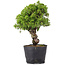 Juniperus Chinensis Itoigawa, 29 cm, ± 20 ans