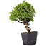 Juniperus Chinensis Itoigawa, 29 cm, ± 20 ans