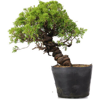 Juniperus Chinensis Itoigawa, 27 cm, ± 20 años