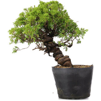 Juniperus Chinensis Itoigawa, 27 cm, ± 20 ans