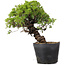 Juniperus Chinensis Itoigawa, 27 cm, ± 20 ans