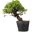 Juniperus Chinensis Itoigawa, 27 cm, ± 20 years old
