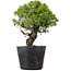 Juniperus Chinensis Itoigawa, 27 cm, ± 20 Jahre alt