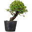 Juniperus Chinensis Itoigawa, 27 cm, ± 20 jaar oud