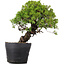 Juniperus Chinensis Itoigawa, 27 cm, ± 20 ans