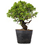 Juniperus Chinensis Itoigawa, 27 cm, ± 20 ans