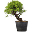 Juniperus Chinensis Itoigawa, 27 cm, ± 20 ans