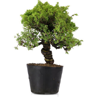 Juniperus Chinensis Itoigawa, 27 cm, ± 20 años