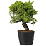 Juniperus Chinensis Itoigawa, 27 cm, ± 20 ans