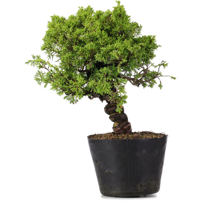 Juniperus Chinensis Itoigawa, 27 cm, ± 20 años