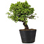 Juniperus Chinensis Itoigawa, 27 cm, ± 20 Jahre alt