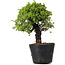 Juniperus Chinensis Itoigawa, 27 cm, ± 20 jaar oud