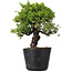 Juniperus Chinensis Itoigawa, 27 cm, ± 20 jaar oud