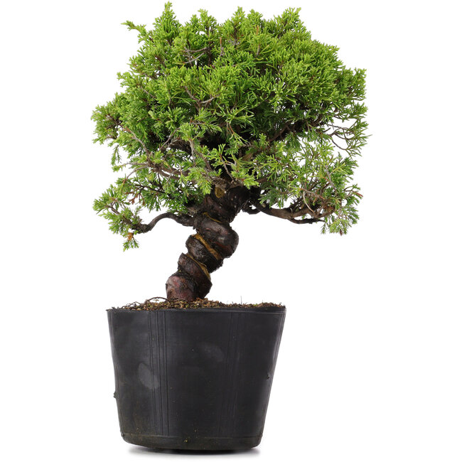 Juniperus Chinensis Itoigawa, 27 cm, ± 20 ans