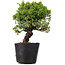 Juniperus Chinensis Itoigawa, 27 cm, ± 20 jaar oud