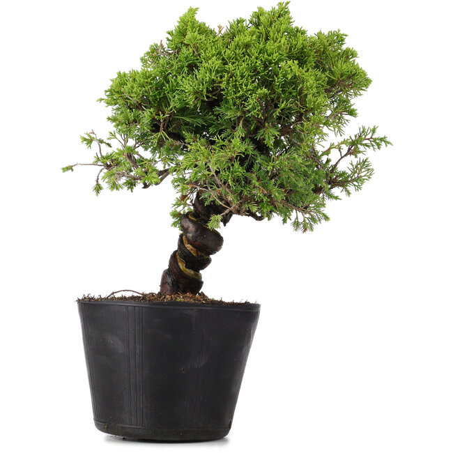 Juniperus Chinensis Itoigawa, 27 cm, ± 20 anni