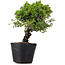 Juniperus Chinensis Itoigawa, 27 cm, ± 20 ans