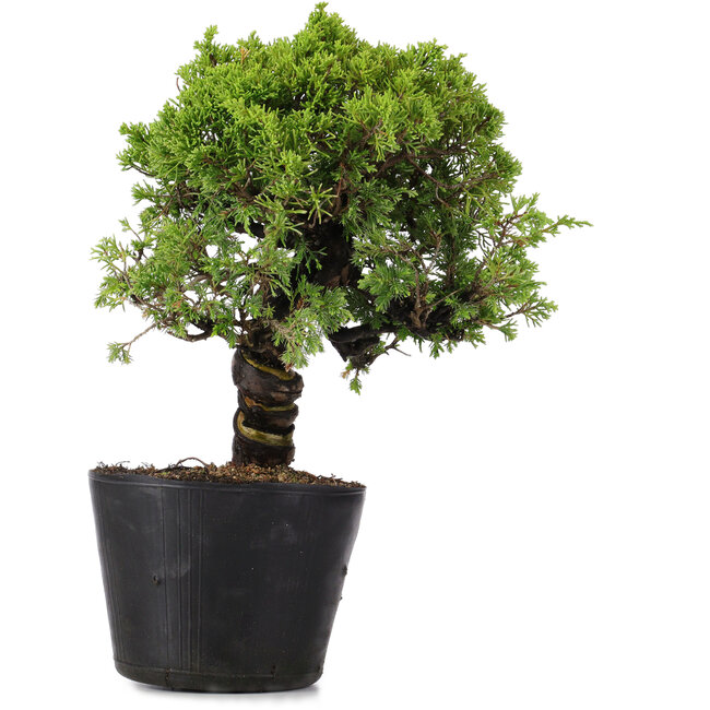 Juniperus Chinensis Itoigawa, 27 cm, ± 20 jaar oud