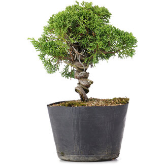 Juniperus Chinensis Kishu, 21 cm, ± 12 ans