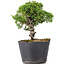 Juniperus chinensis Kishu, 21 cm, ± 12 años