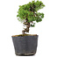 Juniperus chinensis Kishu, 21 cm, ± 12 años