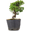 Juniperus Chinensis Kishu, 21 cm, ± 12 jaar oud