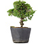 Juniperus Chinensis Kishu, 21 cm, ± 12 Jahre alt