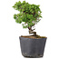 Juniperus Chinensis Kishu, 21 cm, ± 12 jaar oud