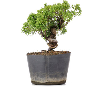 Juniperus Chinensis Kishu, 20 cm, ± 12 Jahre alt