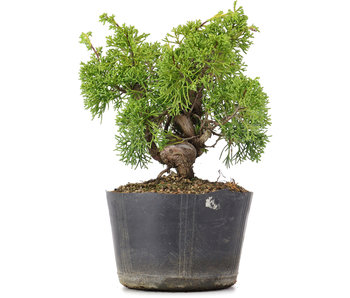 Juniperus Chinensis Kishu, 19 cm, ± 12 years old