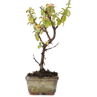 Cotoneaster horizontalis, 13 cm, ± 4 years old