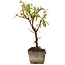 Cotoneaster horizontalis, 13 cm, ± 4 years old