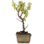 Cotoneaster horizontalis, 13 cm, ± 4 jaar oud