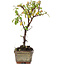 Cotoneaster horizontalis, 13 cm, ± 4 years old