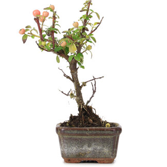 Cotoneaster horizontalis, 13 cm, ± 4 years old