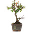 Cotoneaster horizontalis, 13 cm, ± 4 jaar oud