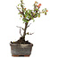 Cotoneaster horizontalis, 13 cm, ± 4 jaar oud