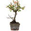 Cotoneaster horizontalis, 13 cm, ± 4 years old