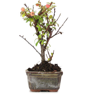 Cotoneaster horizontalis, 13 cm, ± 4 anni