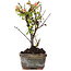 Cotoneaster horizontalis, 13 cm, ± 4 jaar oud