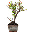 Cotoneaster horizontalis, 13 cm, ± 4 jaar oud