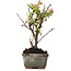 Cotoneaster horizontalis, 13 cm, ± 4 jaar oud