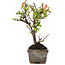 Cotoneaster horizontalis, 13 cm, ± 4 jaar oud