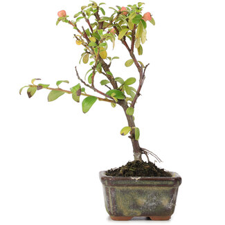 Cotoneaster horizontalis, 13 cm, ± 4 anni