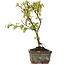 Cotoneaster horizontalis, 13 cm, ± 4 years old