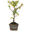 Cotoneaster horizontalis, 13 cm, ± 4 jaar oud