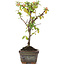 Cotoneaster horizontalis, 13 cm, ± 4 years old